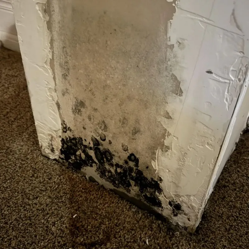 Professional Mold Removal in Clay County, IA